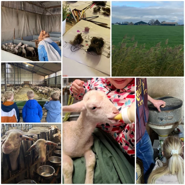 Dat is boffen! Wanneer je groepsgenootje op een schapenboerderij woont en je daar met de hele groep op bezoek mag! #bongastate #schapenboerderij #opbezoek #genieten #basisschooldeprincenhof #leeuwarden #noorderbasis